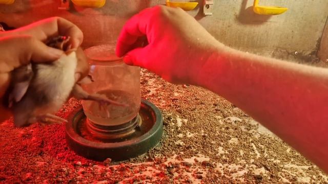 он не справился( жаль, хотелось посмотреть что вырастет 🤷♂️