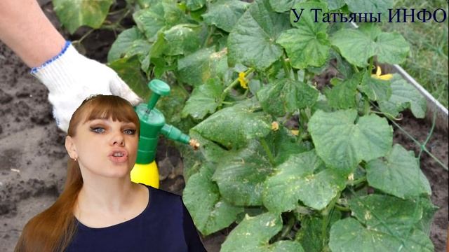 Йод НЕЗАМЕНИМ при выращивании ТОМАТОВ и ОГУРЦОВ!!! смотреть онлайн