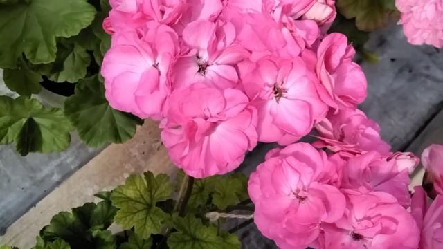 #460.Обзор цветения пеларгоний-новинок:Fantazia Flear,Lara Andre,Eva Fly и др. смотреть онлайн