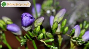 ? Виды фрезии и сорта.