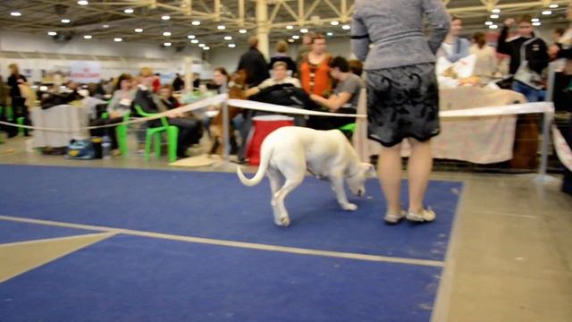 Аргентинский дог, кл. Чемпионов, Киев 22.04.12 смотреть онлайн