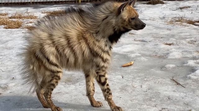 ПОЛОСАТЫЕ ГИЕНЫ СТАЛИ ВЫХОДИТЬ ИЗ ТЁПЛОГО ДОМИКА после зимовки! Кто такая полосатая гиена? смотреть онлайн