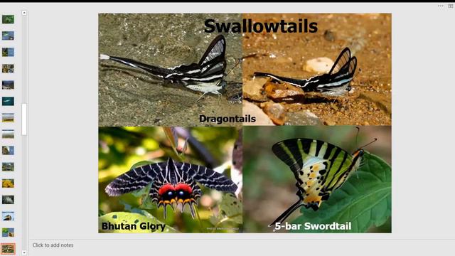 Butterflying With Butterfly Man | Basics Of Butterflies | INaturewatch Foundation |