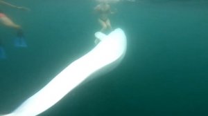 Белуха играет и кусается