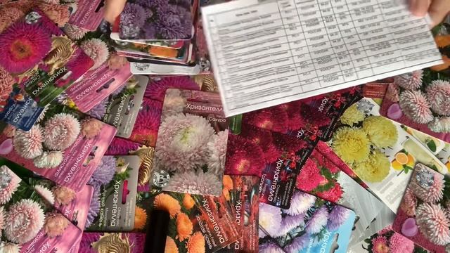 Астра китайская Хризантелла