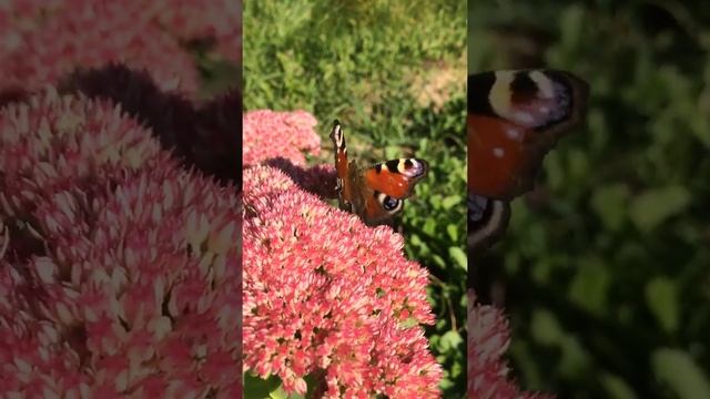 Бабочки и Бабье лето смотреть онлайн