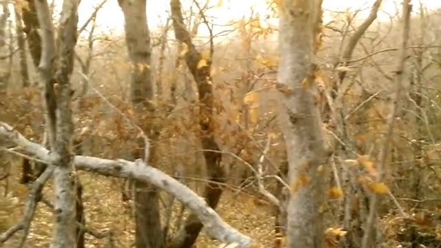 Релакс. КРАСИВЫЙ ОСЕННИЙ ЛЕС