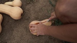 Тыква баттернат Гилеа F1. Soto Seeds. Тамань. ЮгАгро. Часть 1