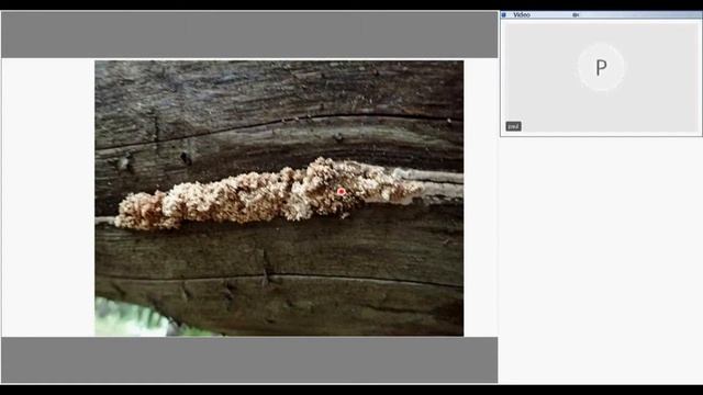 Mushrooms in nature - our helpers смотреть онлайн