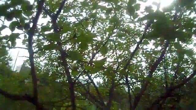 АБРИКОС  Когда начинает плодоносить