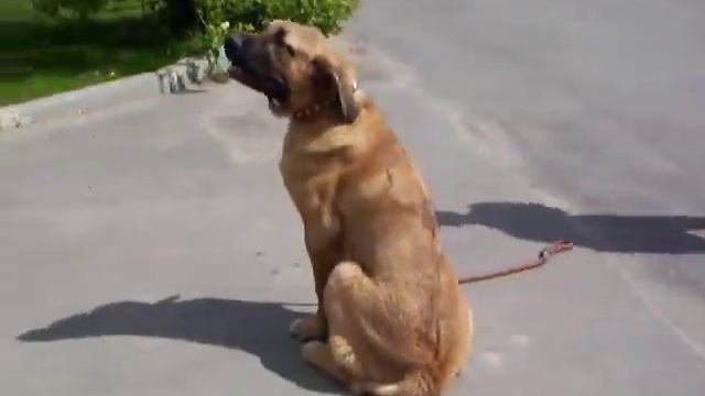 испанский мастиф, mastif, 5 man. смотреть онлайн