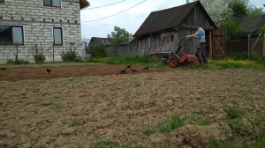 Мотоблок Агрос в работе