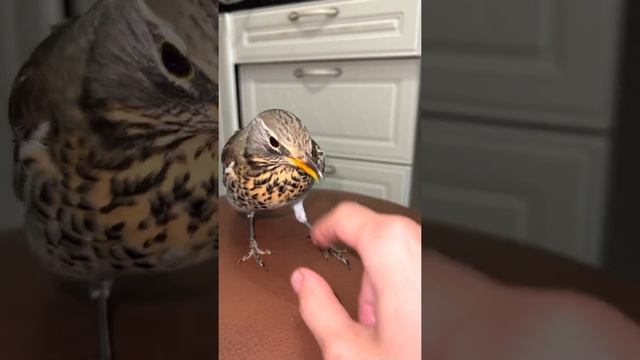 НАГЛЫЙ ДРОЗД ПИПИШКА? смотреть онлайн