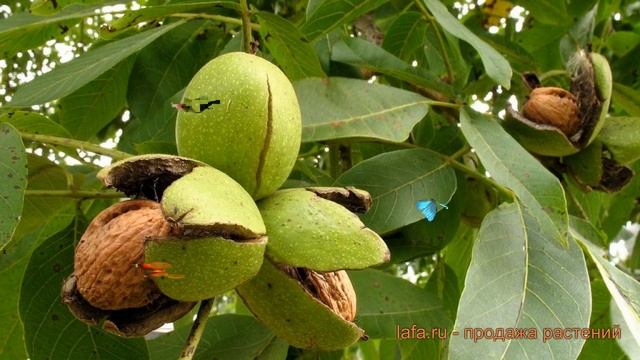 Орех грецкий (juglans) ? грецкий орех обзор: как сажать, саженцы ореха смотреть онлайн