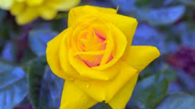 Альбано и Рамина Пауэр. Лучшее для вас смотреть онлайн