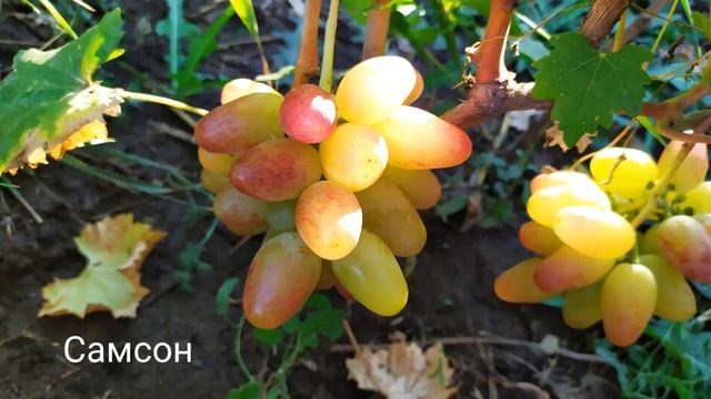 КАТАЛОГ ВИНОГРАДА НА ОСЕНЬ 2022 Г. - 2023 Г. смотреть онлайн