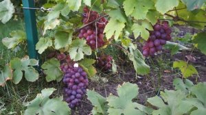 Виноград сорт Памяти хирурга (сентябрь)