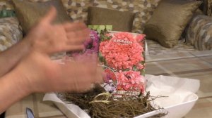 Купили корешки... И что дальше? Передержка многолетников ранней весной или  холодный старт флоксов.