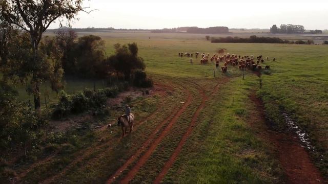 How beautiful it is. HORSES. Just look. смотреть онлайн