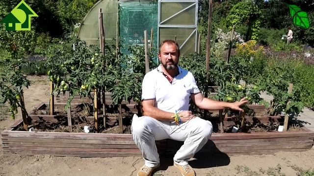 УРОЖАЙ ТОМАТОВ БЕЗ ЗАТРАТ и УСИЛИЙ: вообще без опрыскиваний, но с удалением листьев. Как это? смотреть онлайн