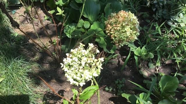 ГОРТЕНЗИЯ УСЫХАЮТ ЛИСТЬЯ ЧЕРНЕЮТ СОЦВЕТИЯ смотреть онлайн