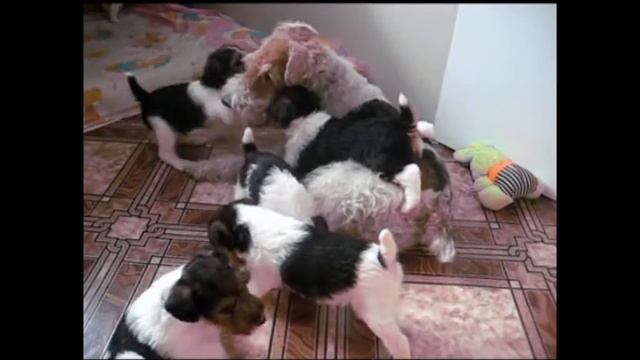 щенки 2016 год