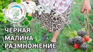 Черная малина. Размножение черной малины.