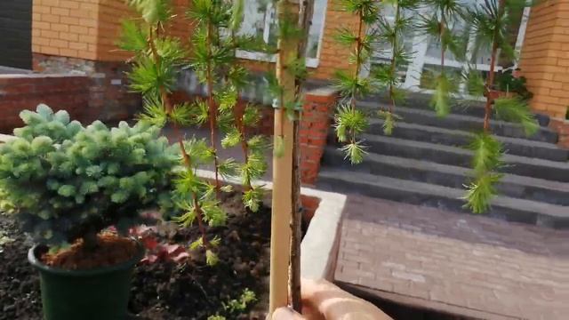 Лиственница на штамбе! смотреть онлайн