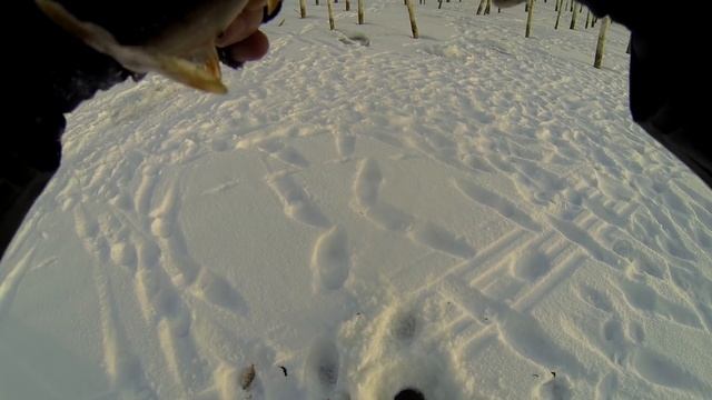 Ловля окуня на озере Треустан смотреть онлайн