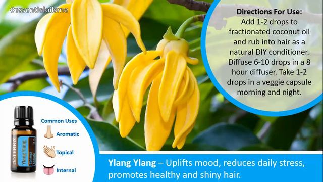 Attractive doTERRA Ylang Ylang Essential Oil Uses смотреть онлайн