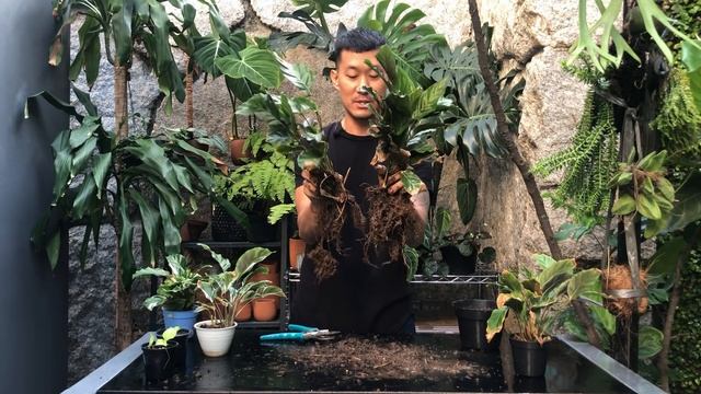 Calathea white fusion plant care and propagation смотреть онлайн