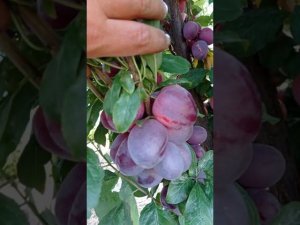 слива сорта Колоновидная