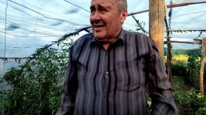 Сбор урожая томатов корнеевский.