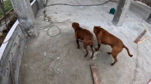 Двое Волкособов против одной дворняжки ! Приехала ревизия ! Волки хотят сожрать собаку.