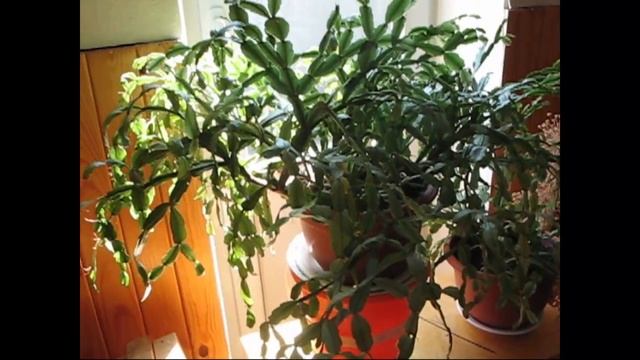 Рождественский кактус – Декабрист (Зигокактус) смотреть онлайн