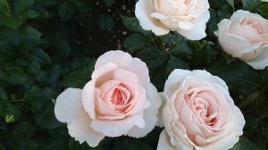 Андрэ ле тонрэ, Andre Le Notre! Ч/Г, 2 год посадки 1,3 МЕТРА! БЕЛО РОЗОВАЯ ОЧАРОВАШКА!