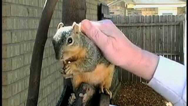 Wild Squirrel Scratch and Pet, Better version смотреть онлайн