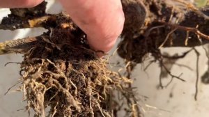 ТРИ!!! ВИДА НАРОСТОВ на МОИХ РОЗАХ🌹. АНАЛИЗИРУЕМ✊🌹😅