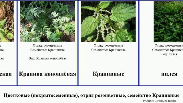 Цветковые (покрытосеменные), отряд розоцветные, семейство Крапивные крапива Angiosperms Цекропия