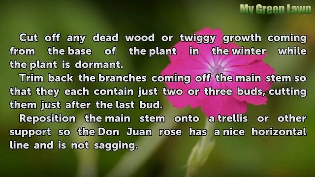 How to Prune Don Juan Climbing Roses смотреть онлайн