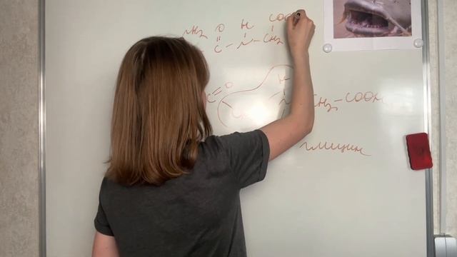 Как построить пептиды и что такое пептидные связи?