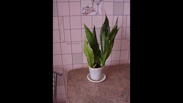 Комнатные растения. Сансевиерия. смотреть онлайн