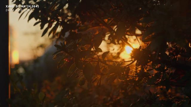 Which file format? | XAVC S-I vs. HS (Sony a6700 sample footage) смотреть онлайн