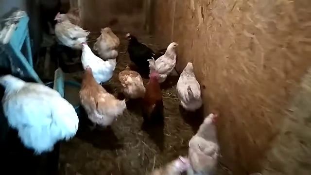 Карликовый петушок среди обычных кур смотреть онлайн