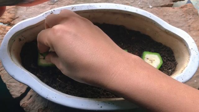 How to grow red roses from flower bud | Easy way grow roses from hips смотреть онлайн