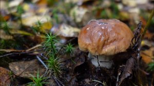 Грибная разведка 29 сентября 2022. Всеволожский район.