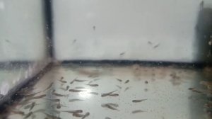 Личинка тритона. Первое кормление.Triton larva. First feeding.