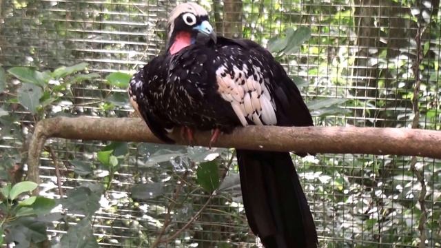 Парк птиц Игуасу, Бразилия. Bird Park Iguazu, Brazil حديقة الطيور اجوازو البرازيل смотреть онлайн