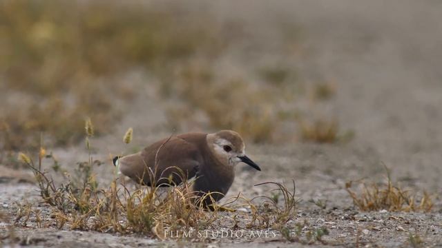 ПИГАЛИЦЫ белохвостые: АДАМ и ЕВА | Film Studio Aves смотреть онлайн