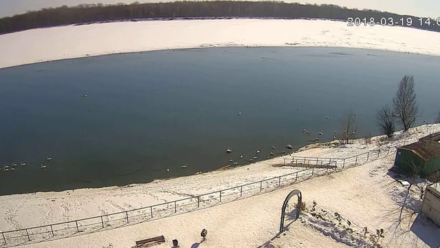 Лебеди в Алтайском крае смотреть онлайн